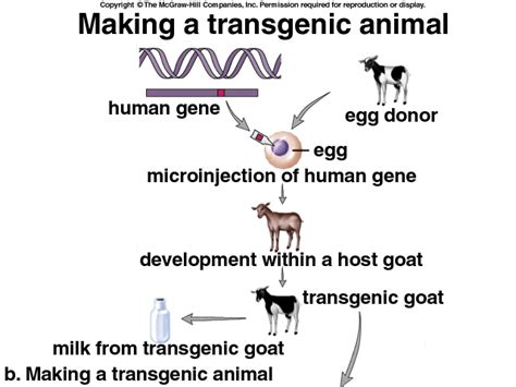 Transgenic organisms are organisms whose genetic material has been changed by the addition of foreign genes. Major Innovations of Biotechnology timeline | Timetoast ...