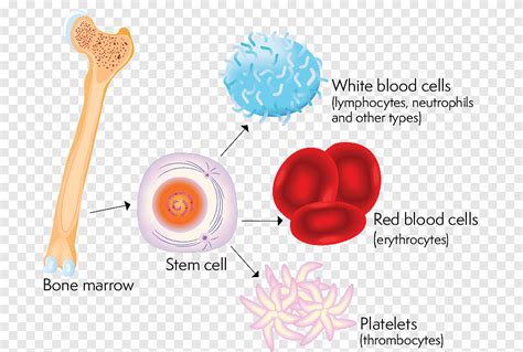 Bone Marrow Blood Cells Stock Vector Illustration Of