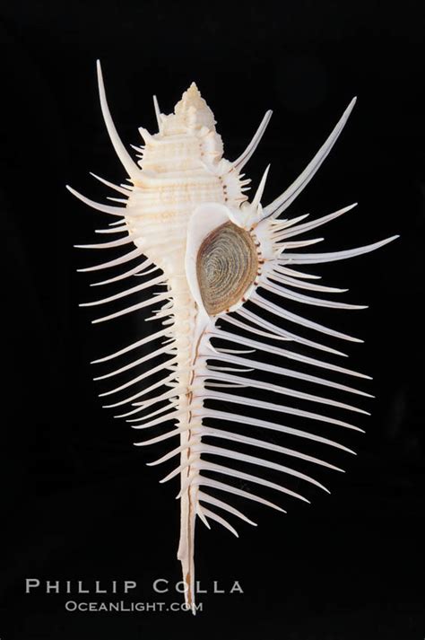 Venus Comb Murex Murex Pecten Photo