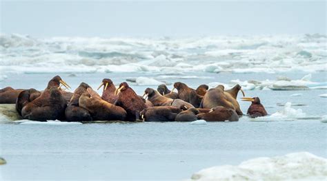 Here Are Our Top 10 Facts About Walrus Wwf