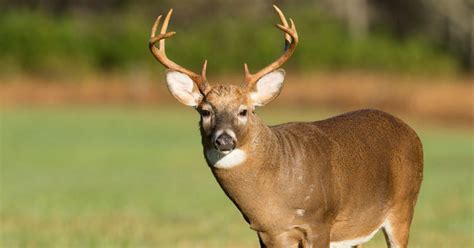 Reports Show Hunters Take More Mature Bucks Than Grand View Outdoors