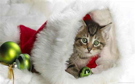 Christmas Kitten In Santas Hat Hd Desktop Wallpaper Widescreen