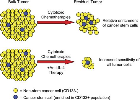 Chemotherapy And Cancer Stem Cells Cell Stem Cell