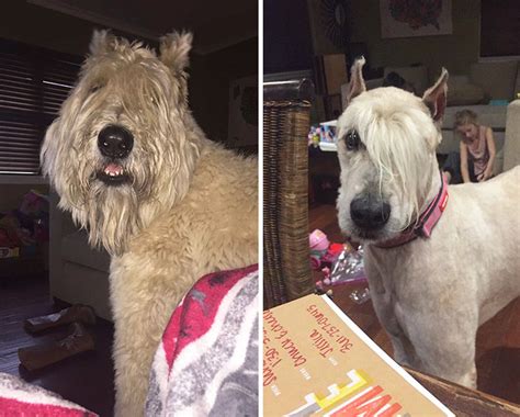 10 Dogs Before And After Their Haircuts Add Yours