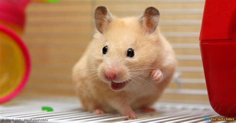 The Most Amazing Facts About Hamsters