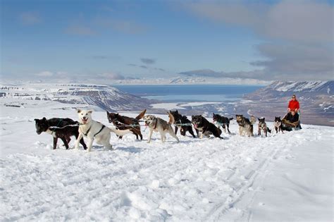 Dog Sledding On Wheels In The High Arctic Wildfoot Travel Journal