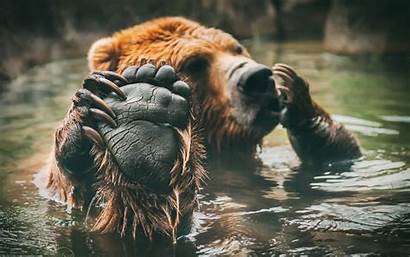 Animals Bears Water Bathing Paws Feet Desktop