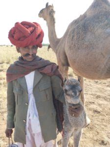 Although the clumps form in spoiled milk, the chemical reaction that causes curdling also occurs in fresh milk, under the right conditions. camel - Livestock Futures