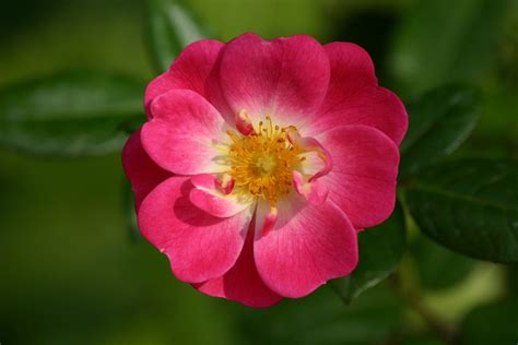 Fleurs De Rose Les Plus Belles Photos Par Bonjour Nature