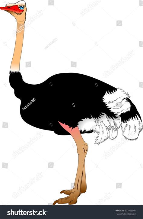 Funny Cartoon Ostrich Isolated On White Stock Vector