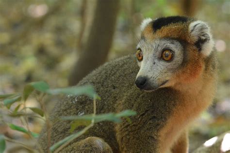 Crowned Lemur Eulemur Coronatus Amber Mountains Np Mad Flickr