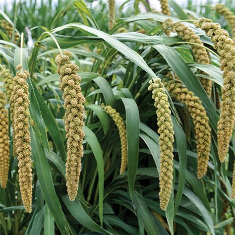 Foxtail Millet Star Seed Inc