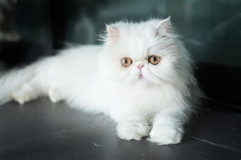 See The Cutest Cat Breeds As Kittens Readers Digest In
