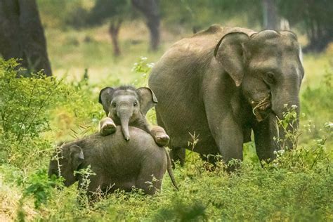 Some Happy Baby Elephants At Yala National Park Sri Lanka Young Asian