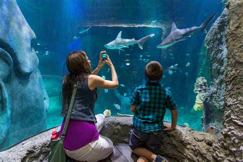 What To Know About Floridas Aquariums