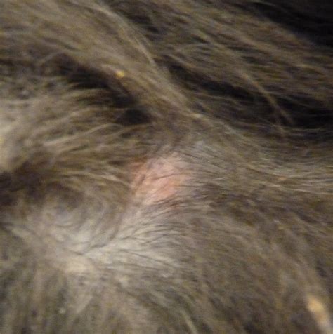 I Found A Small Pink Raised Bump On My Dogs Neck This Morning It Is