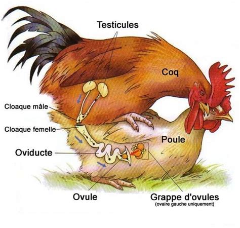 How Do Chickens Have Sex