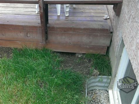 Commercial dig defence installation keeps animals out from under sheds, decks, and porches. Removing Raccoons Under a Deck - Wildlifeshield.ca