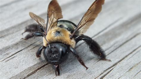 Do Carpenter Bees Cause Damage Mom Files