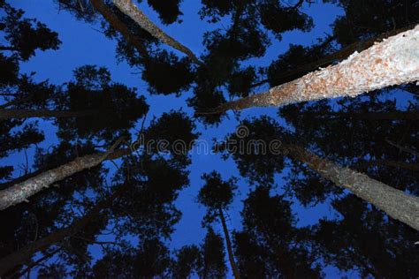 Night Forest Blue Sky Stock Photo Image Of Night Blue 202382616
