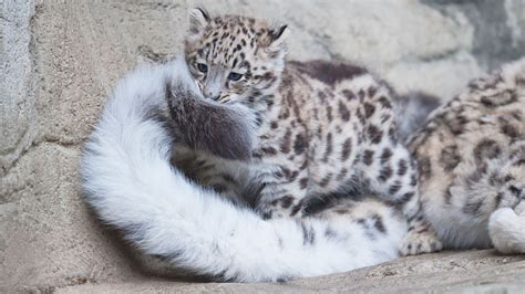 Snow Leopards Love Nomming On Their Fluffy Tails 12 Pics Votreart
