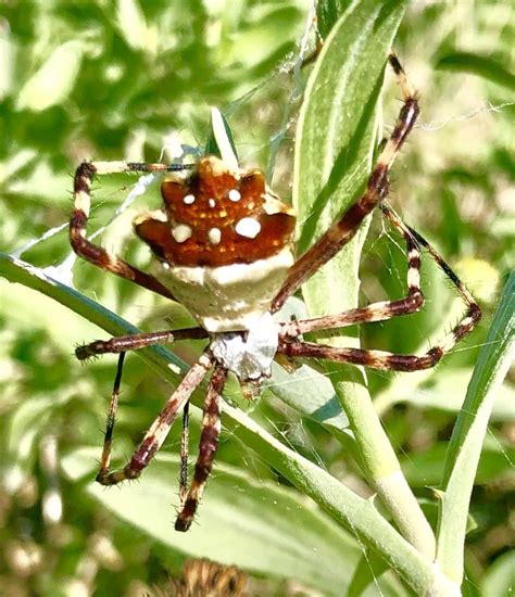 Argiope Argentata Silver Garden Spider In Little Torch Key Florida