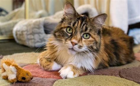Rehomed Precious Penny Stunning Longhair Calico Cat In