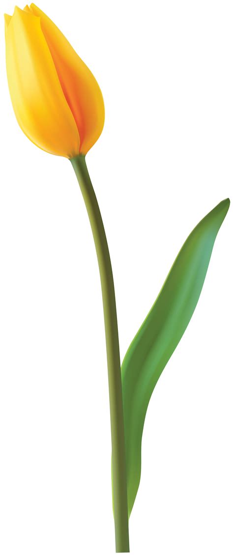 Yellow Tulip Png 10 Free Cliparts Download Images On Clipground 2024