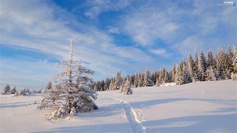 Spruces Winter Path Clouds Snow Forest Nice Wallpapers 1920x1080