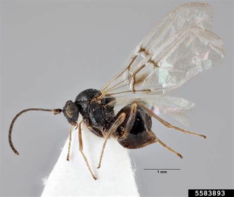 Cynipid Gall Wasp Neuroterus Numismalis