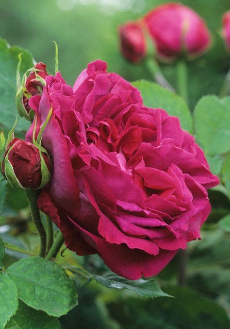 9 Best Beautiful Red Roses Images Red Roses Beautiful Roses Love Rose