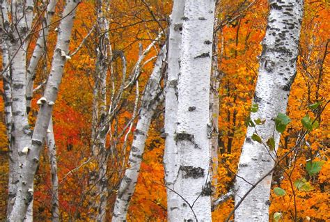 Birch Download Free Backgrounds Hd