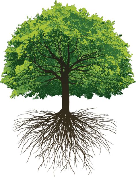 Oak Tree With Roots Svg