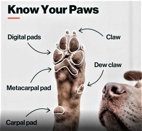 The Pawfect Guide Everything You Need To Know About Dog Paw Care