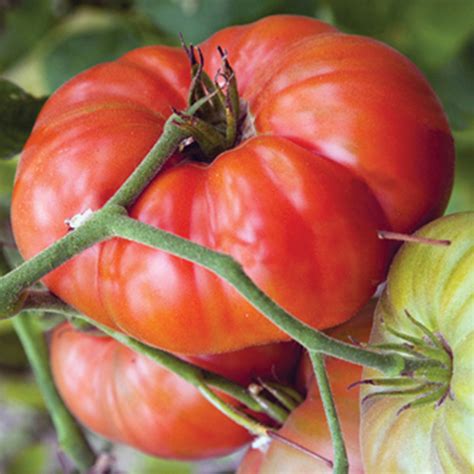 Tomato plants should be grown in a warm areas and receive plenty of sunlight, so choose a sunny spot in your garden. Marianna's Peace Tomato, Heirloom Tomato Seeds: Totally ...