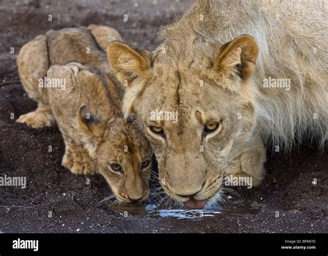 Lioness And Cub Drinking From Small Puddle Stock Photo Alamy