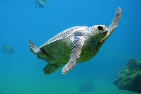 Free Images Water Ocean Underwater Sea Turtle Reptile Fauna