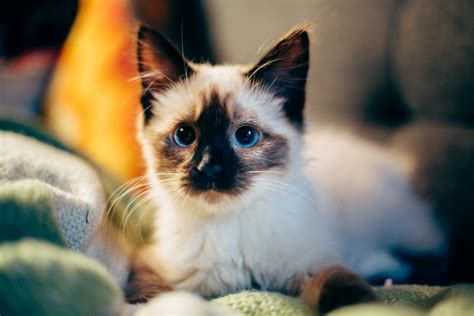 16 Fatos Sobre Gatos Siameses Que Farão Você Se Apaixonar E Querer Ter