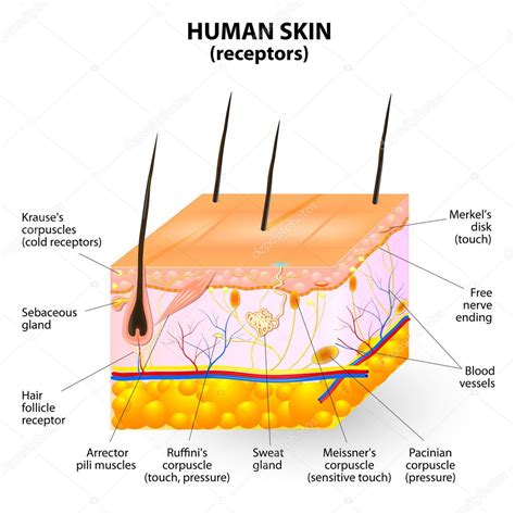 Human Skin Layer Vector Cross Section — Stock Vector © Edesignua 34469829