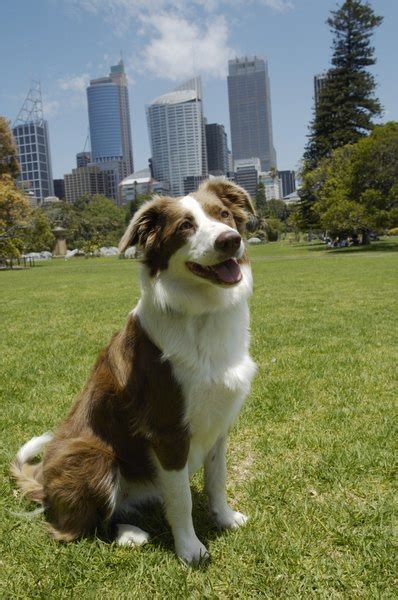 Australian shepherds bred for exhibition in the dog show ring are usually larger, stockier, less athletic and agile, with a more luxurious coat. Summer Grooming of a Border Collie - Pets