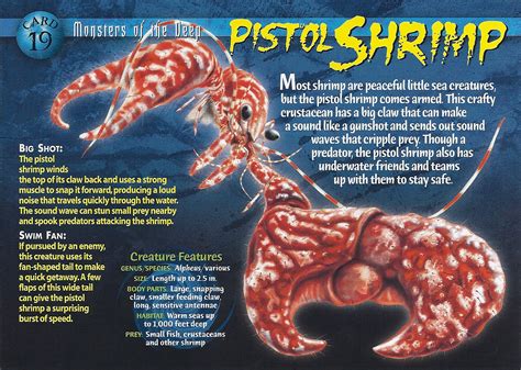 Pistol Shrimp Weird N Wild Creatures Wiki Fandom