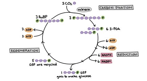 Both organelles use electron transport chains to generate the energy necessary to drive other there are two basic parts of photosynthesis: Plants | AP Biology