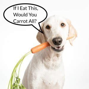 Is it ok to give dogs baby carrots? Can Dogs Eat Carrots? | You Shouldn't Carrot All, They're ...