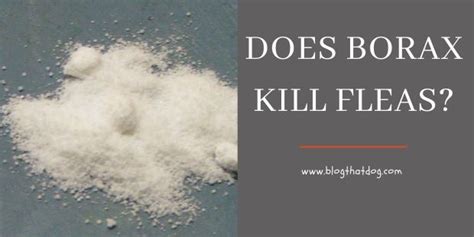 Does Ortho Home Defense Kill Fleas ? - Blog That Dog