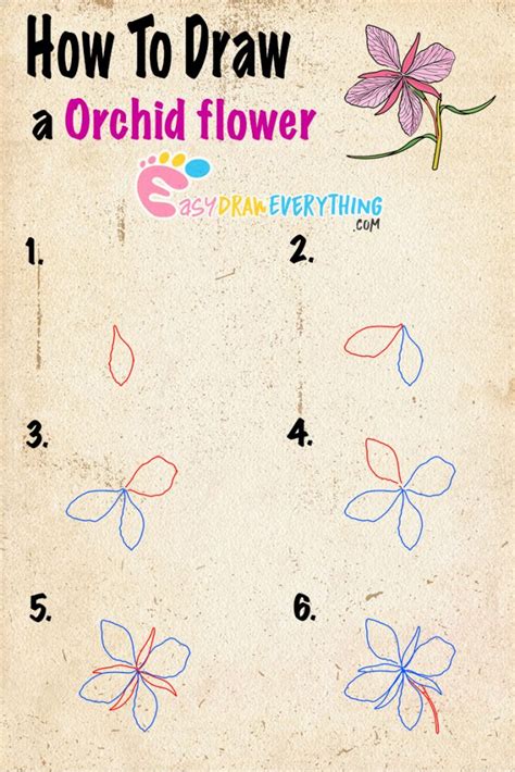 Learn How To Draw An Orchid Flower Drawing Easy Drawings