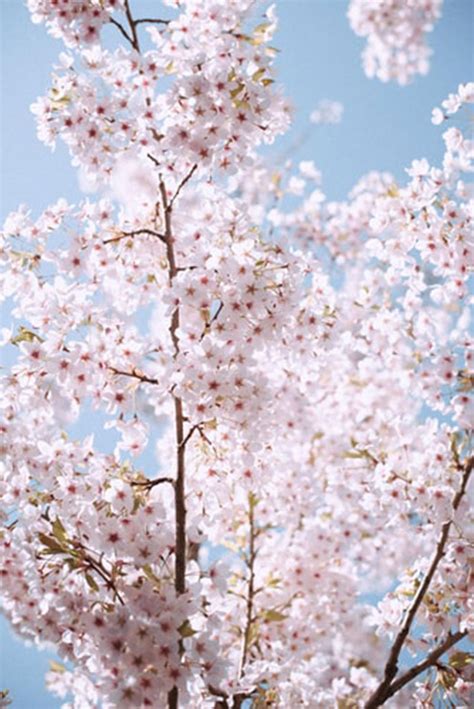 Awesome Cherry Blossom Wallpaper To Download For Your Desktop