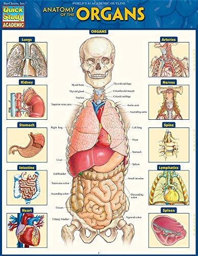 Supports the body and protects internal organs. Top 10 Organs Anatomy of 2020 | No Place Called Home