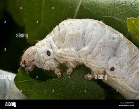Detail Of A Silk Worm Caterpillar Bombyx Mori On Mulberry Leaves