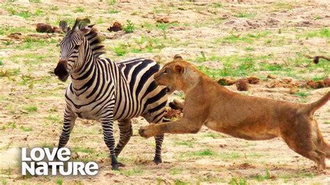 Lioness Takes Down Zebra Love Nature Youtube