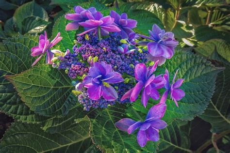 Flowers Purple Blossoms Free Photo On Pixabay Pixabay